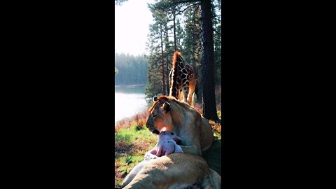 Mysterious Giraffe Helps Lioness Give Birth to a Never-Before-Seen Creature!