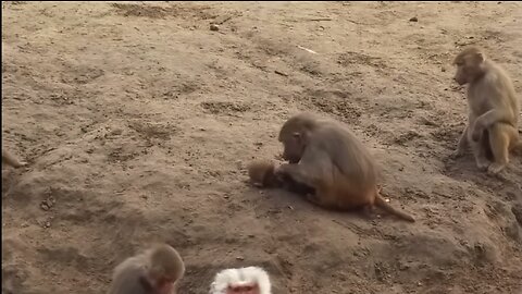 Monkey eats baby monkey