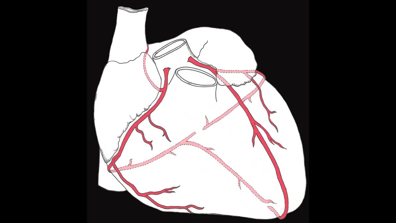 Coronary circulation of the heart