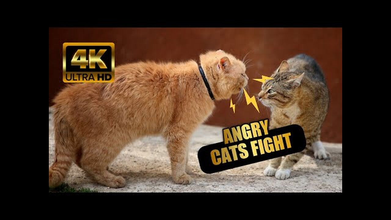 Angry cat - battle cats _ street fights - cat fight 🔥 ( Unstoppable fight ) #cat #fight #angry