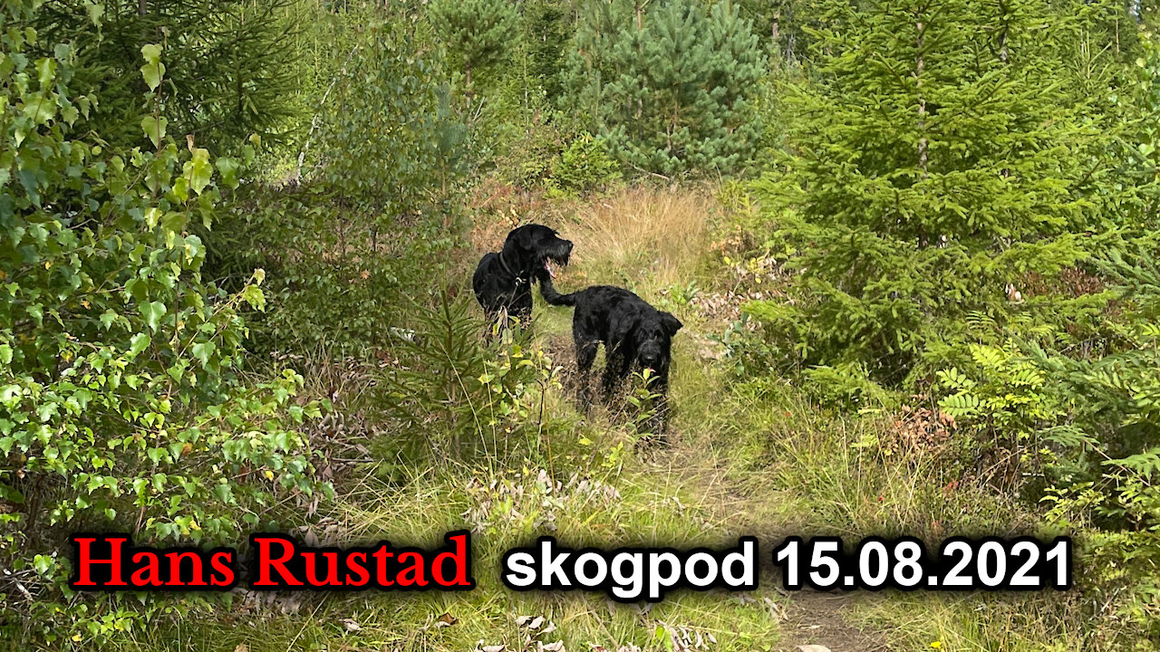 Skogpod 15. august: Impregnert mot virkeligheten