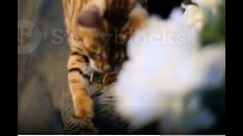 Bengal cat running after insects