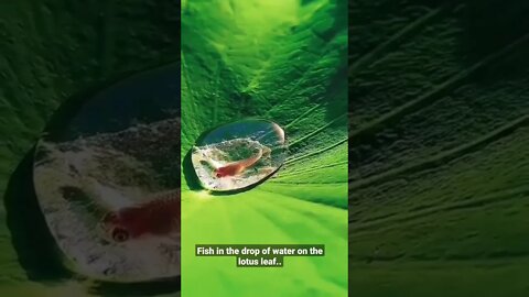 Fish in the drop of water on the lotus leaf..