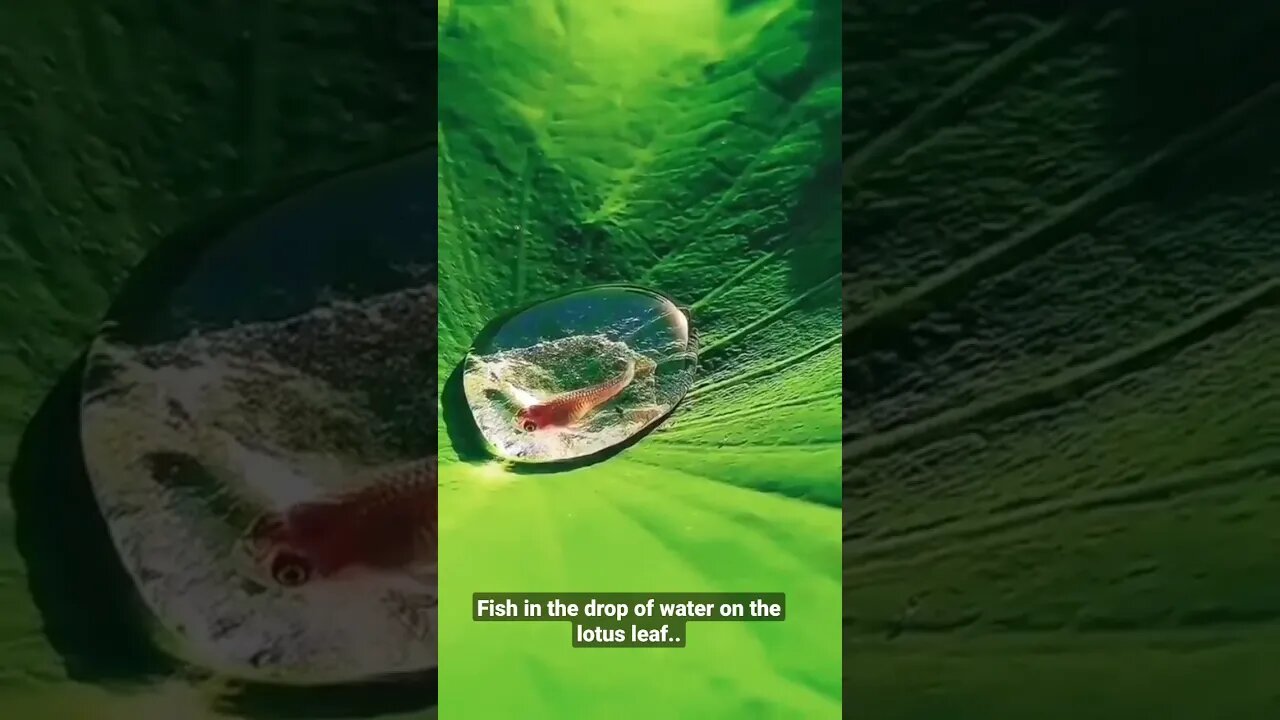 Fish in the drop of water on the lotus leaf..