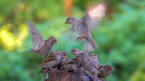 House Sparrows Flying and Eating. Zoomed Out View of the Feeding Site