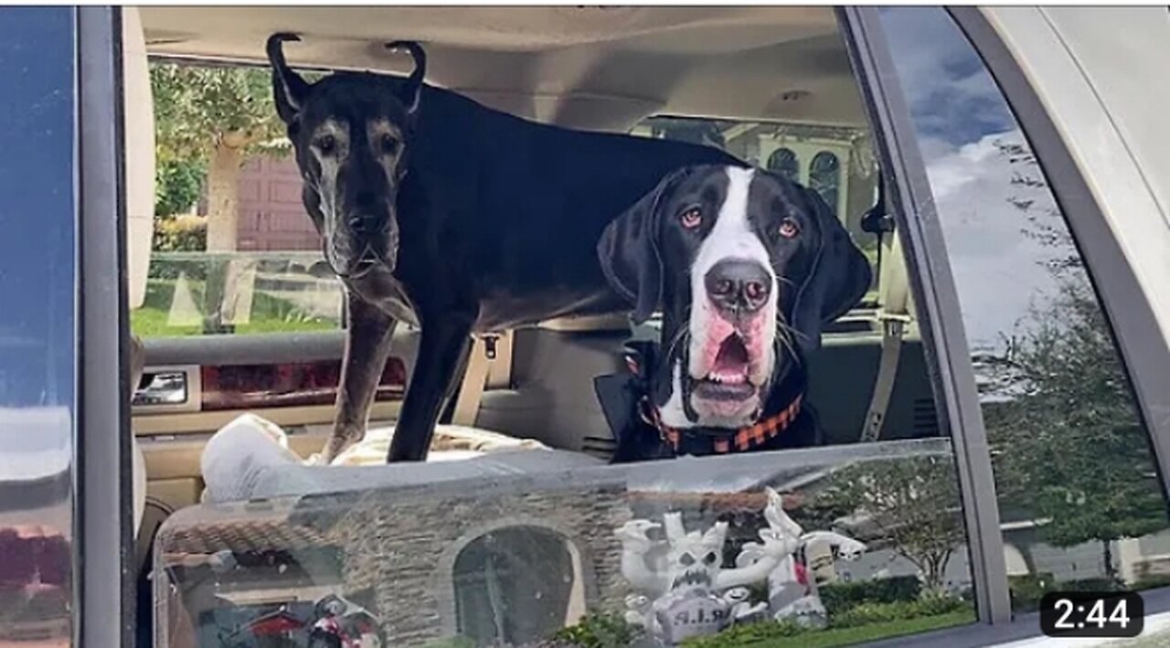 Great Danes go on a Halloween decora