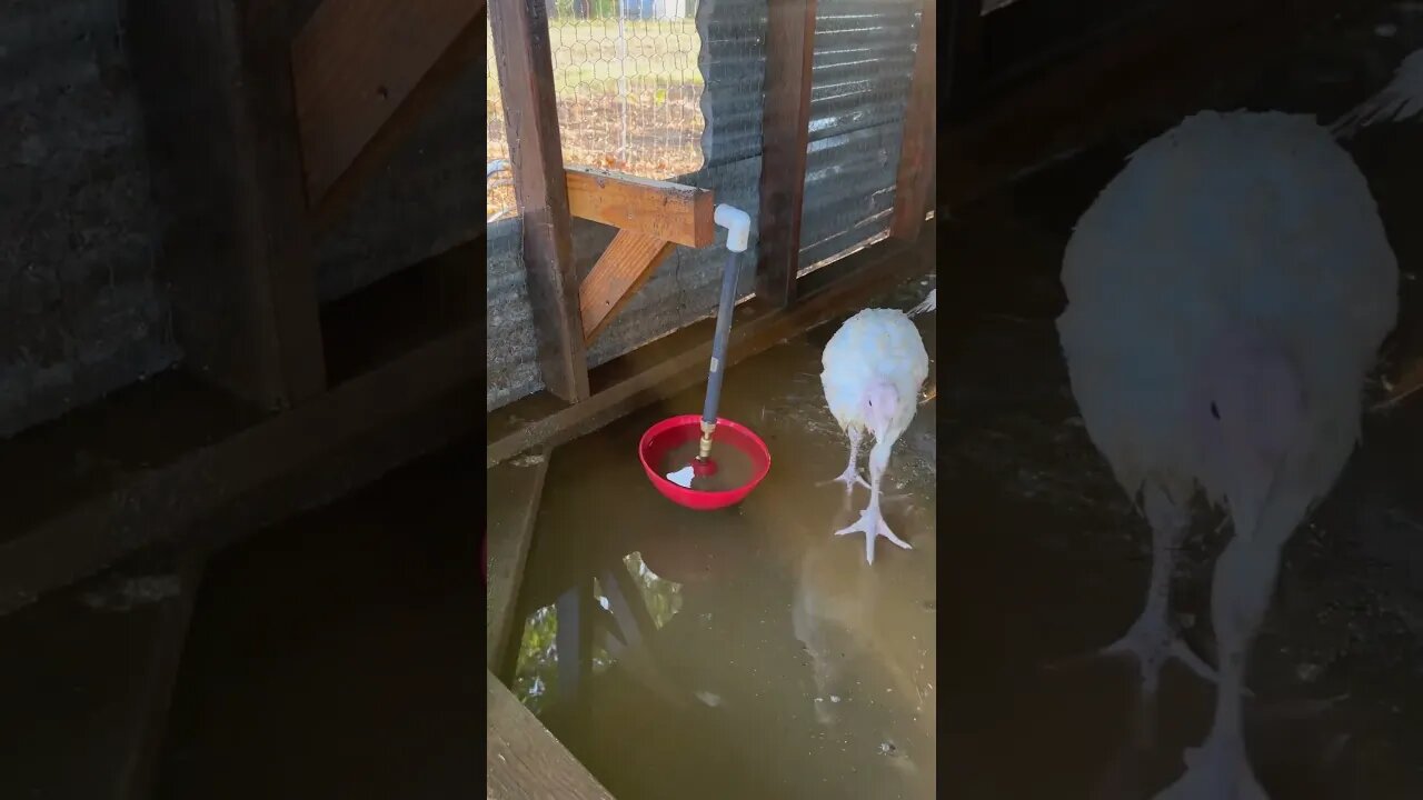 Don’t trust your automatic waterer… they can and do fail! #poultry #turkeys #homesteading