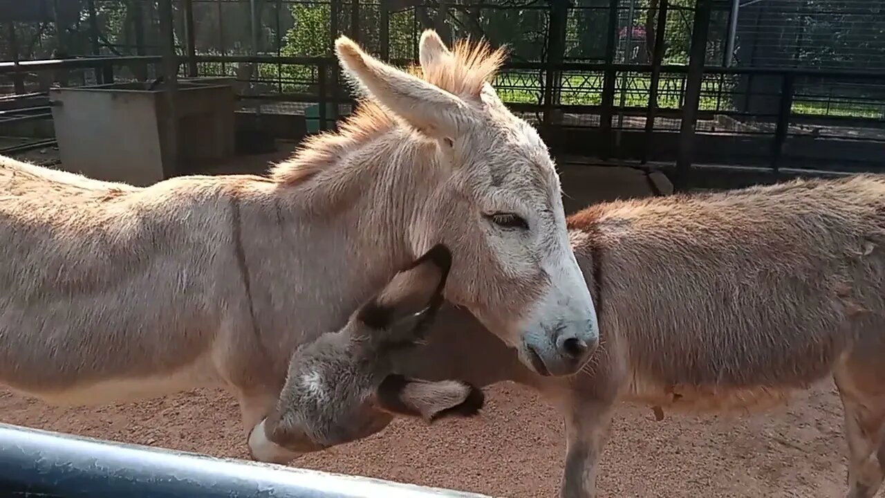 Close up with a small horse (Pony) ☺️🙂🙄