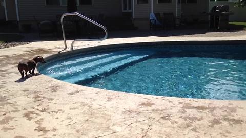 An Adorable Dog Jumps Into A Pool To Fetch His Toy