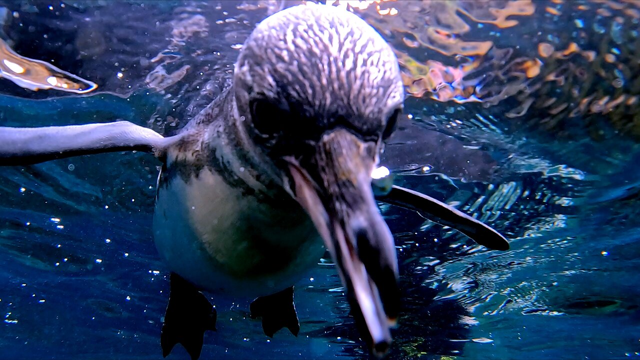 Curious Penguins Approach Swimmers for a Close Inspection