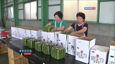 Amazing Food Processing - How It's Made Square Watermelons
