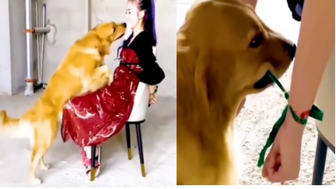 Intelligent dog