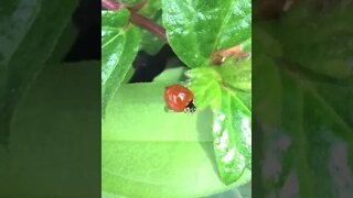ladybug