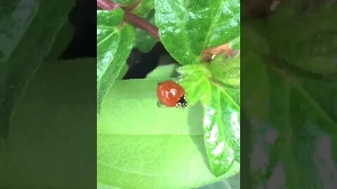 ladybug