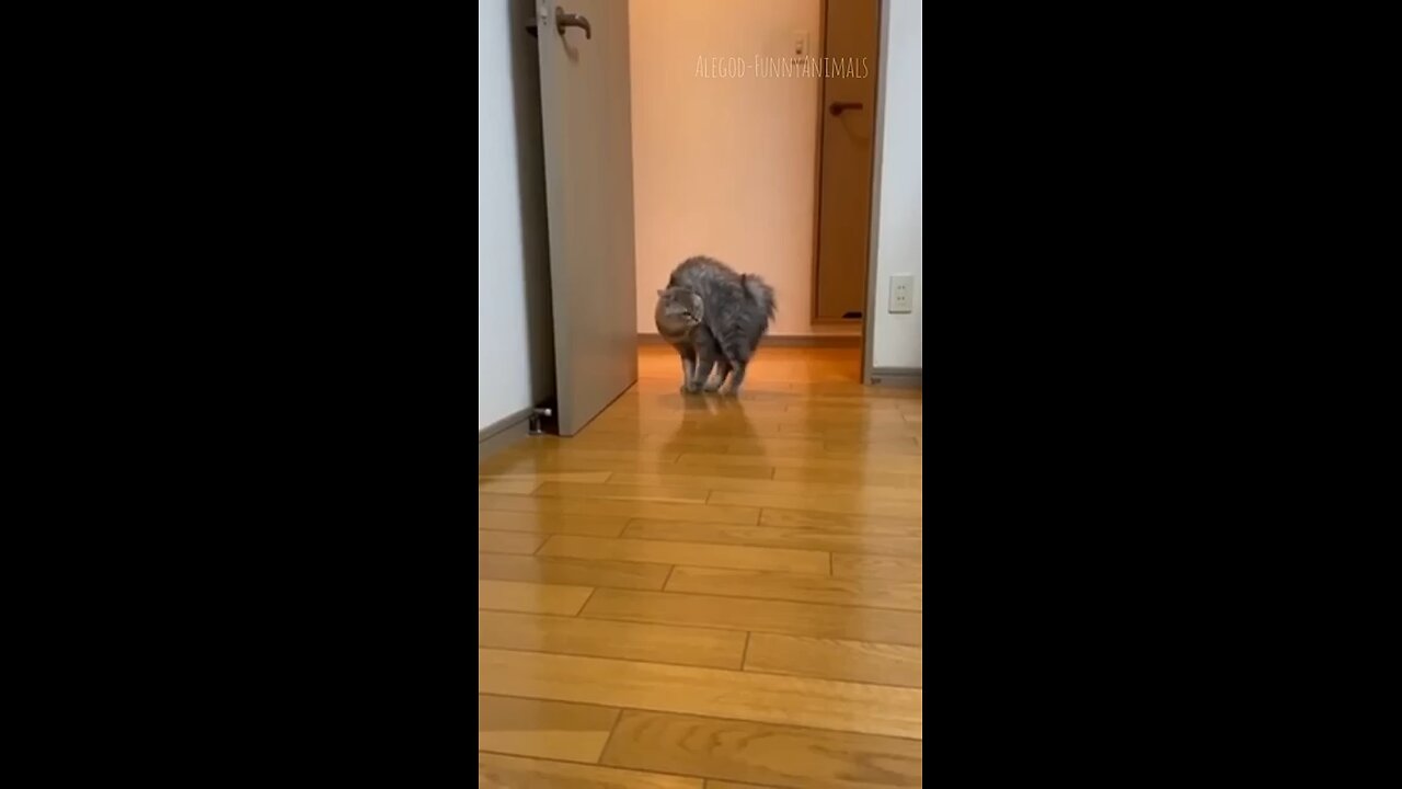 cute animals