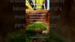 Hilarious Dog Moments: Laughter Guaranteed! 8