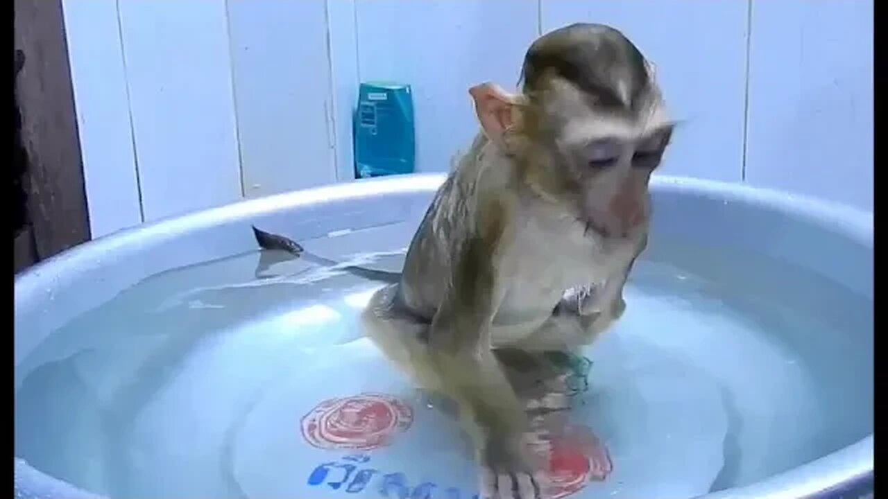 mono disfrutando baño