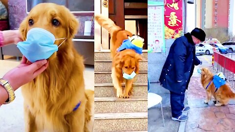 Amazing dog wear a face mask and give education for public || funny and cute dog video