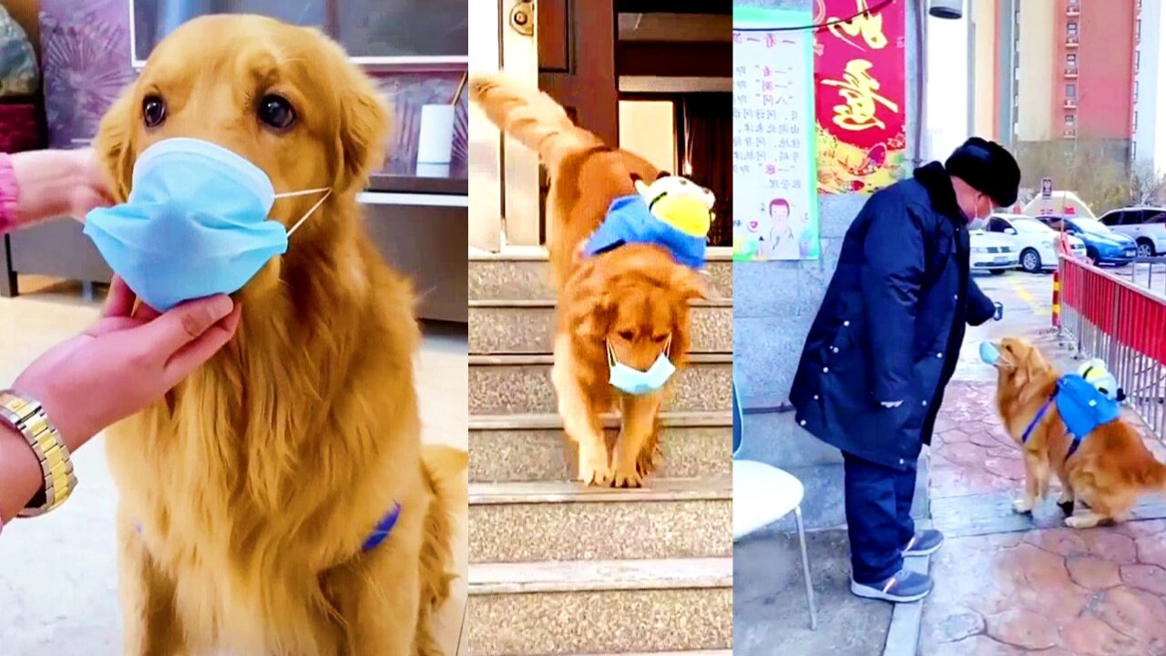 Amazing dog wear a face mask and give education for public || funny and cute dog video