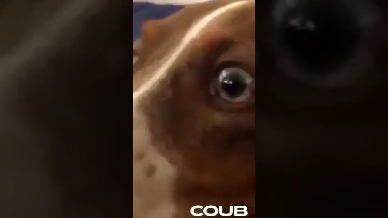 Dog gets shocked 😳