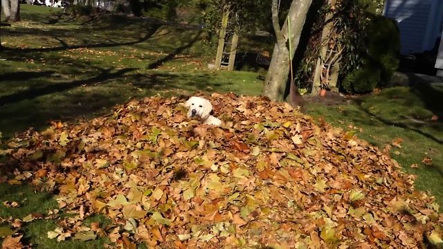 15 Dogs Enjoying The First Day Of Fall