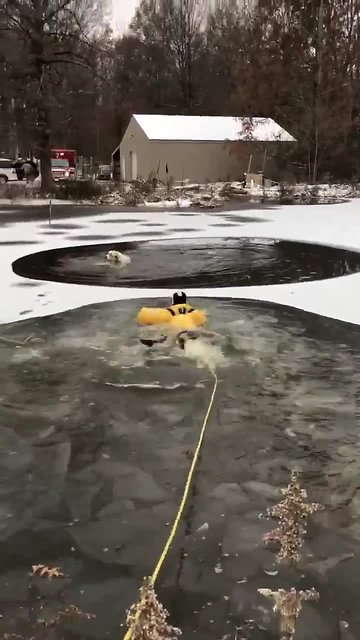 Norton firefighters rescue dog that fell through pond ice