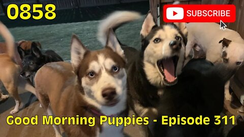 [0858] GOOD MORNING PUPPIES - EPISODE 311 [#dogs #doggos #doggos #puppies #dogdaycare]