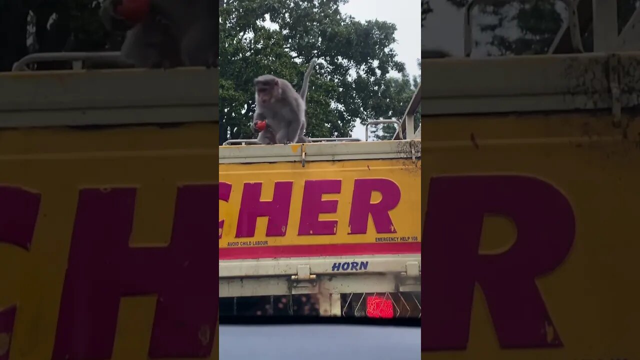 Ruckus Monkey’s