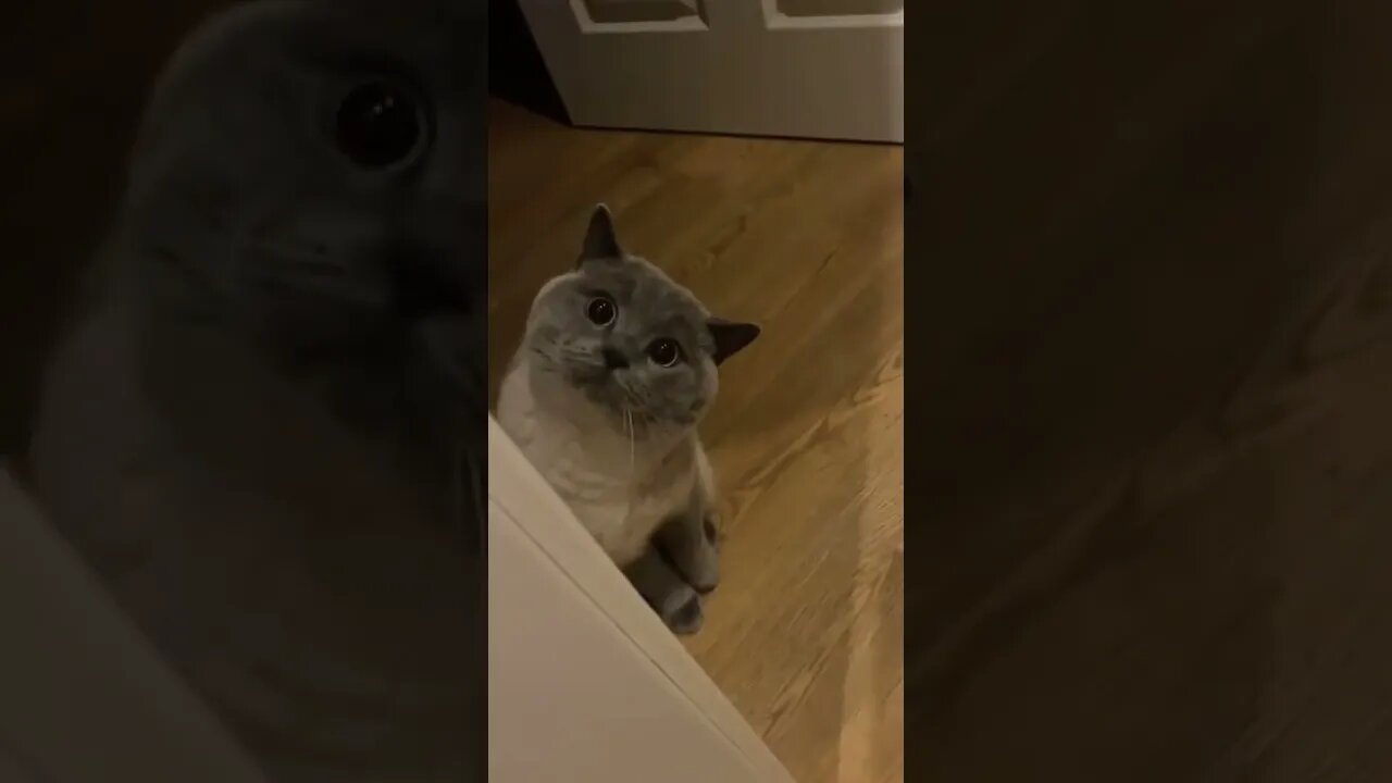 Funny Cat Crazy #fy #cute #cat