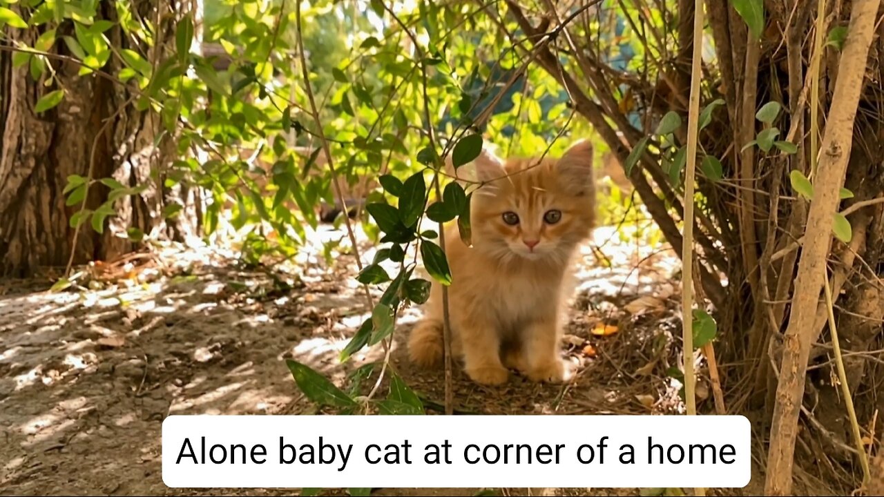 Alone baby cat at the quiet corner of a home.