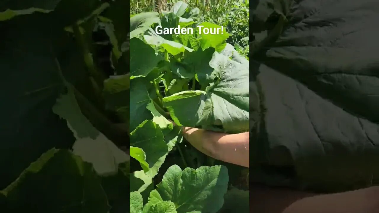 Garden Tour! #garden #vegetables #homesteader #homesteading #beautiful