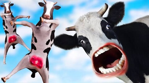 Funny cow dance