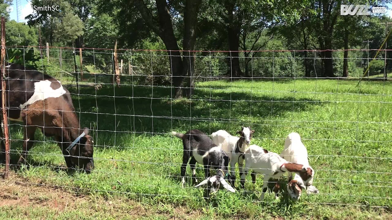 Bezerro abalroa cabras para passar