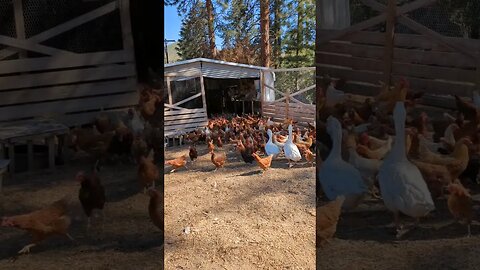 #chickens #farm #shorts