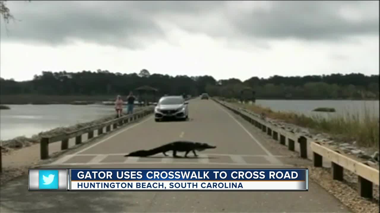 Gator uses crosswalk to cross road