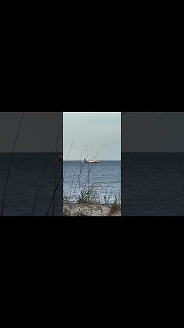 They’re stealing all the fresh shrimp 🍤 from my backyard! 😡 #shorts