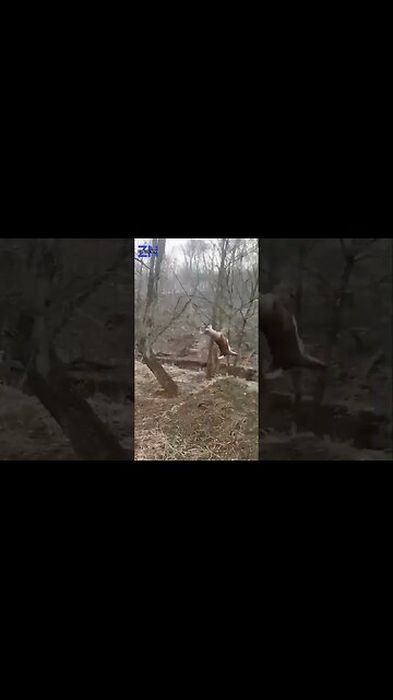 Deer Rescue Unfolds in Ohio Woods
