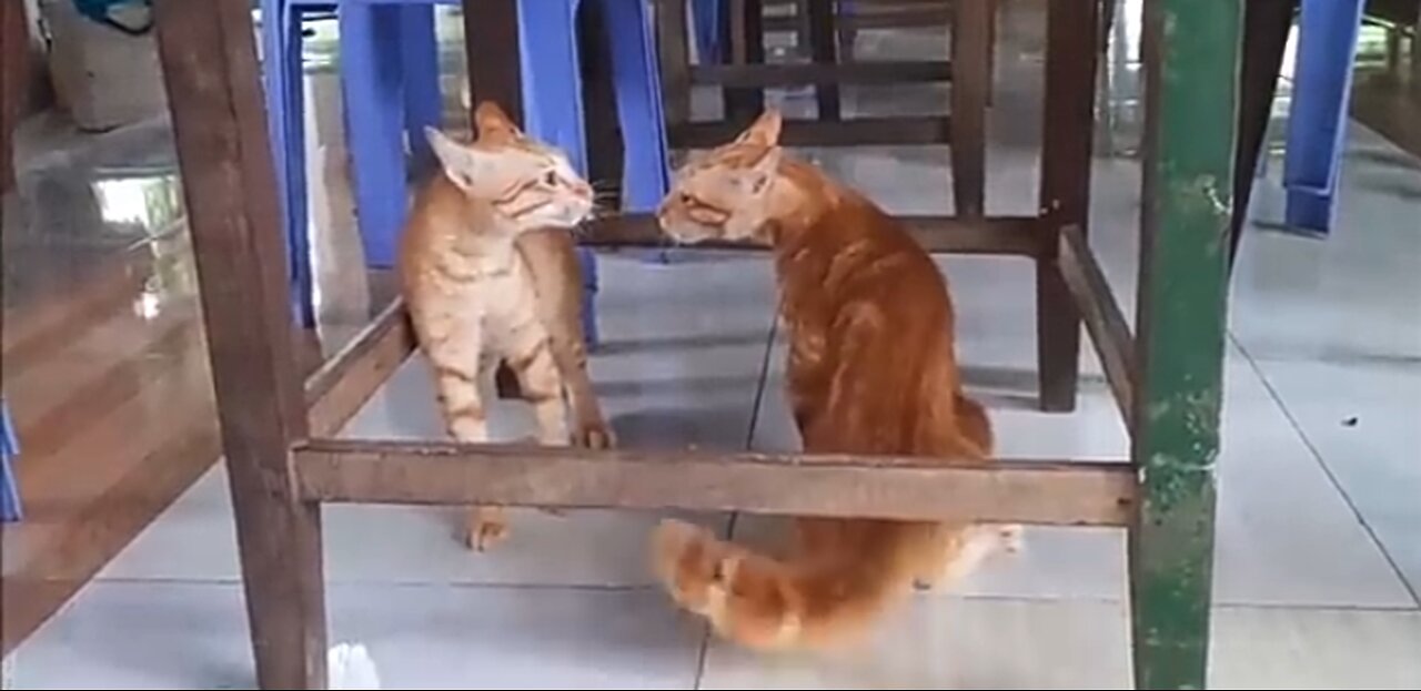 Cat fighting and Meowing.These two are bloody brother