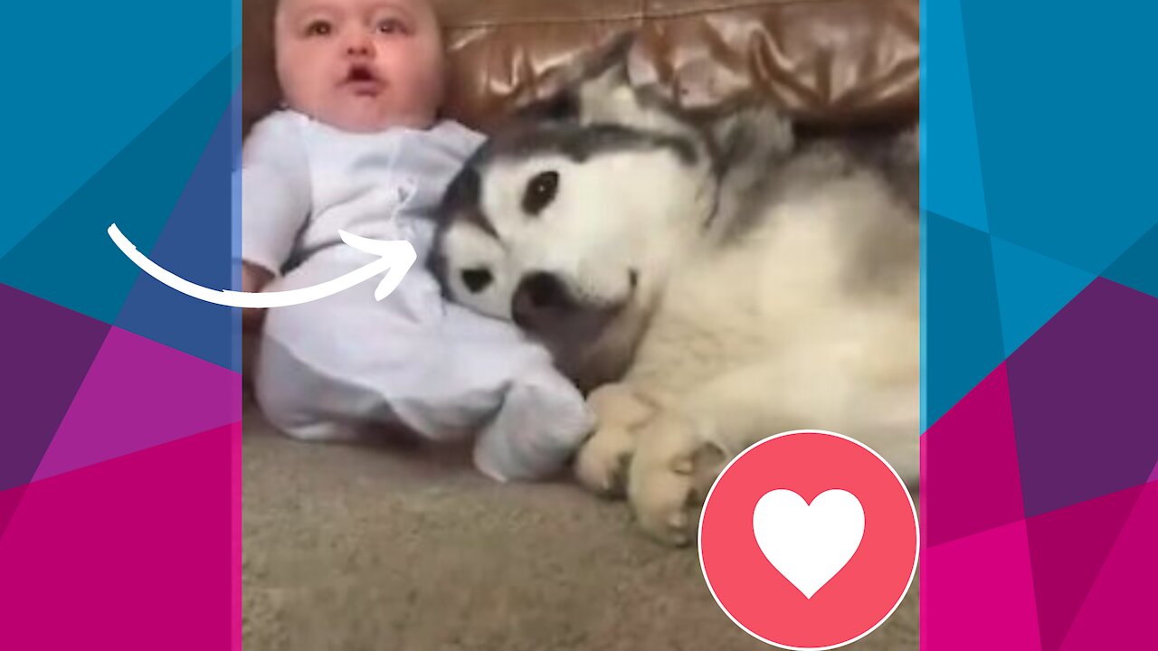 Growing up with a Husky at home! Amazing and beautiful !!