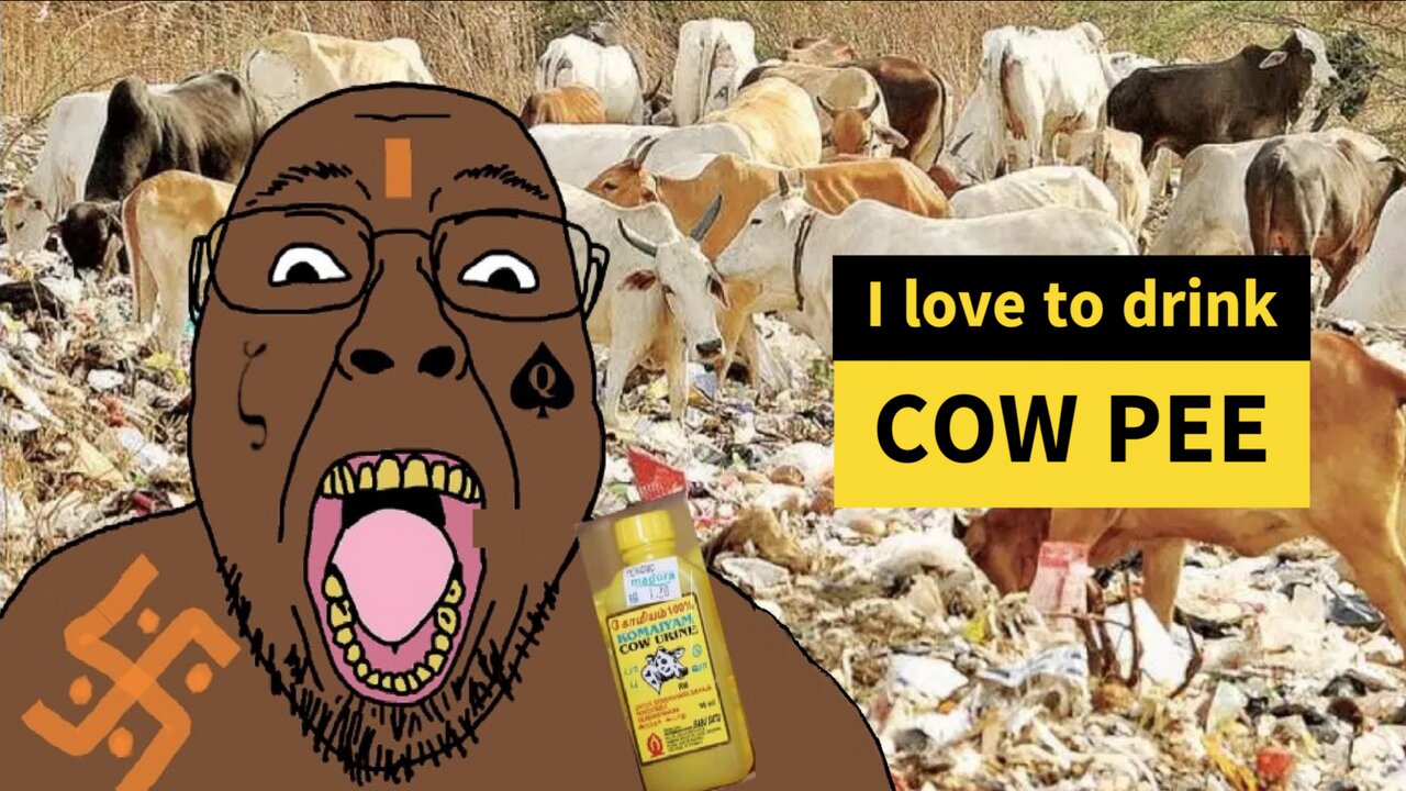 Do Indians really drink cow urine?