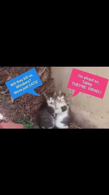 Two Cats Embrace Each Other From the Death That Israel Brings