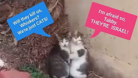 Two Cats Embrace Each Other From the Death That Israel Brings