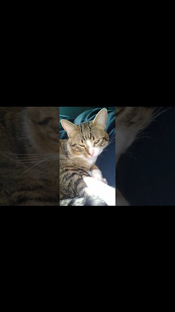 Cat Falls Asleep on the Blanket