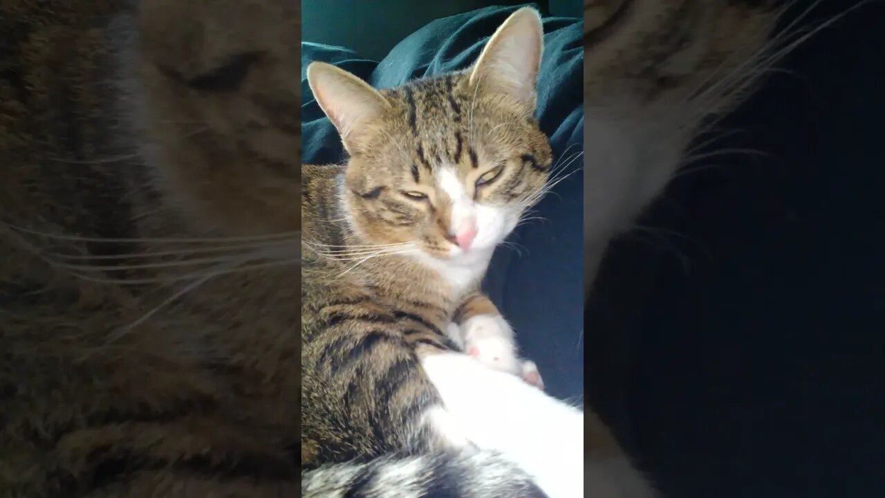 Cat Falls Asleep on the Blanket