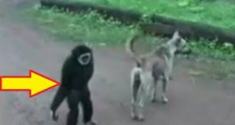 Thuglife Funny Monkey Video that Will Make You Laugh