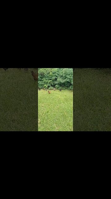 THESE CHICKEN NERDS just Casually Walking Around the Hood 😂🐓🐔 #shorts #nature #animals