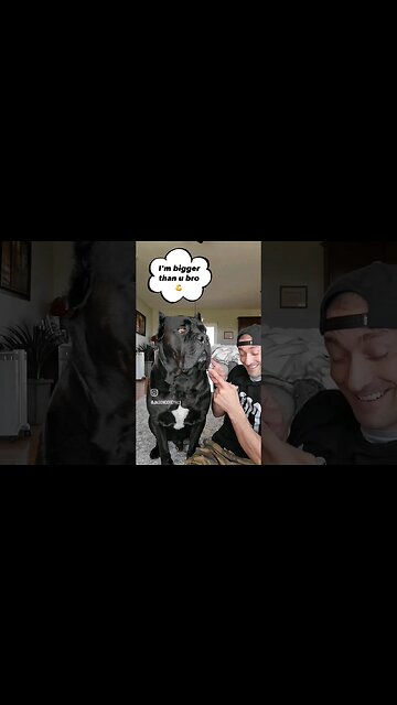 Who Did It First Dog Challenge #dogchallenge #shorts #dog