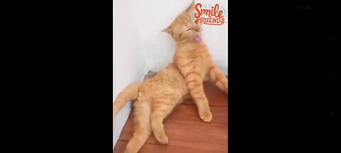 New Funny Videos 2024 😍 Funniest Cats & Dogs Videos🐶😹