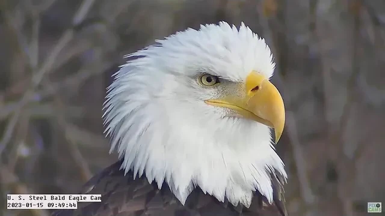 USS Eagles - Mom Close-up