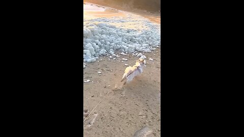 Funny Videos Of Animals❤️🐶